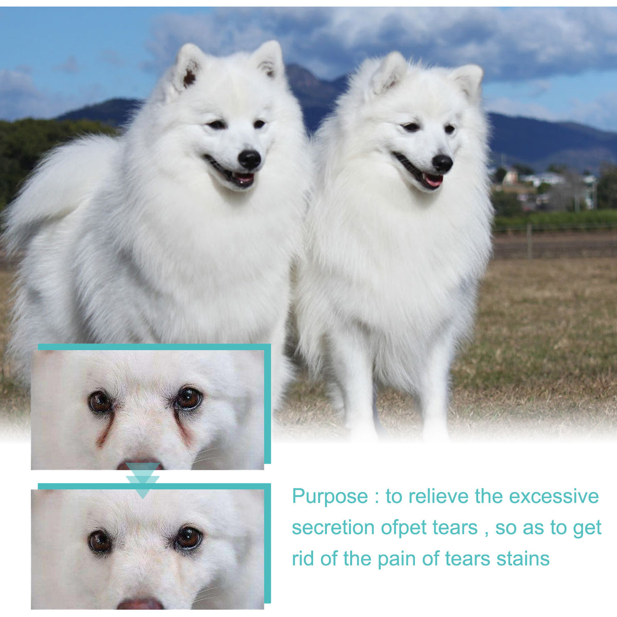 Yegbong Canine and Feline Lacrimal Gland Essence Liquid - Suitable for dogs and cats. Helps reduce infections and inhibit bacterial growth.