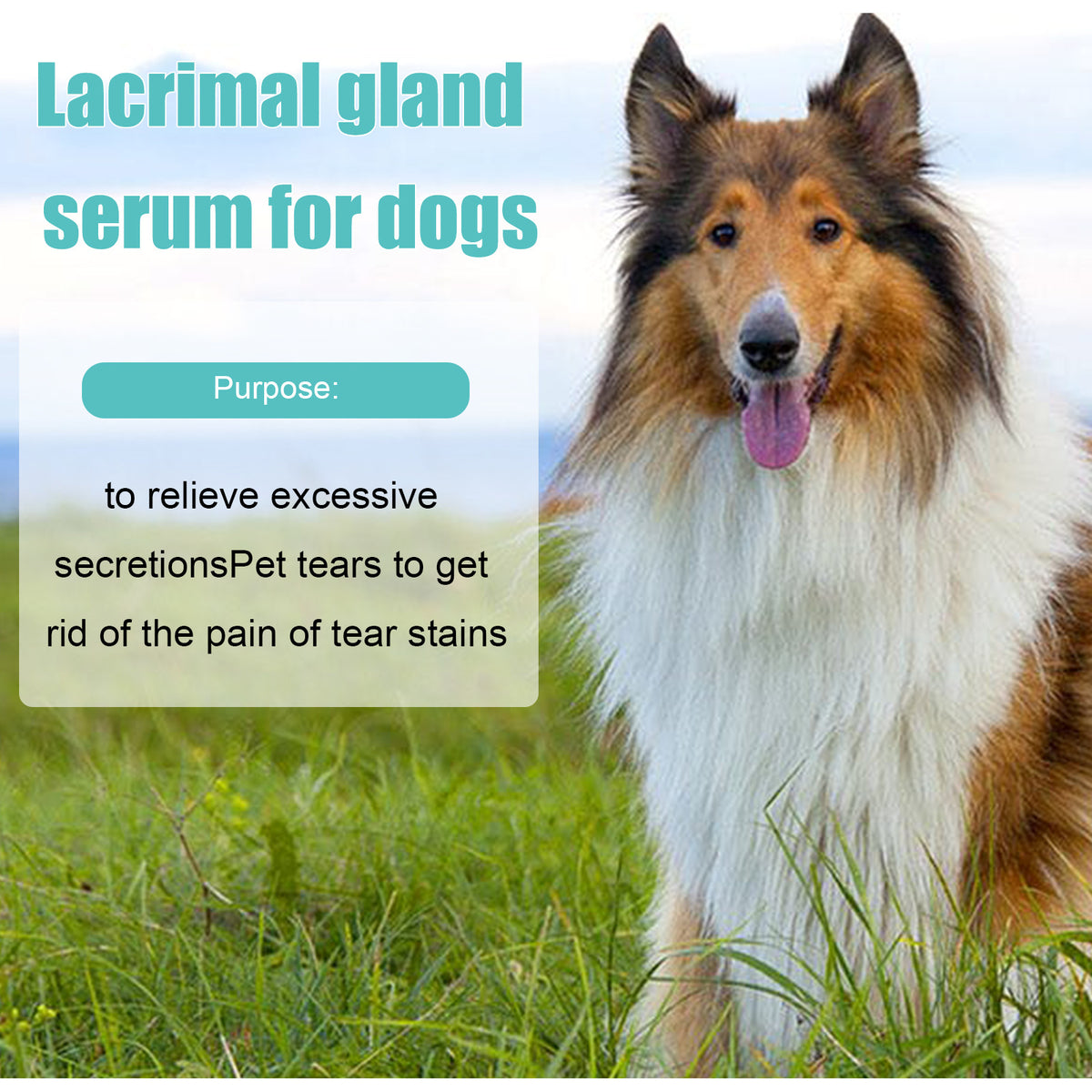 Yegbong Canine and Feline Lacrimal Gland Essence Liquid - Suitable for dogs and cats. Helps reduce infections and inhibit bacterial growth.