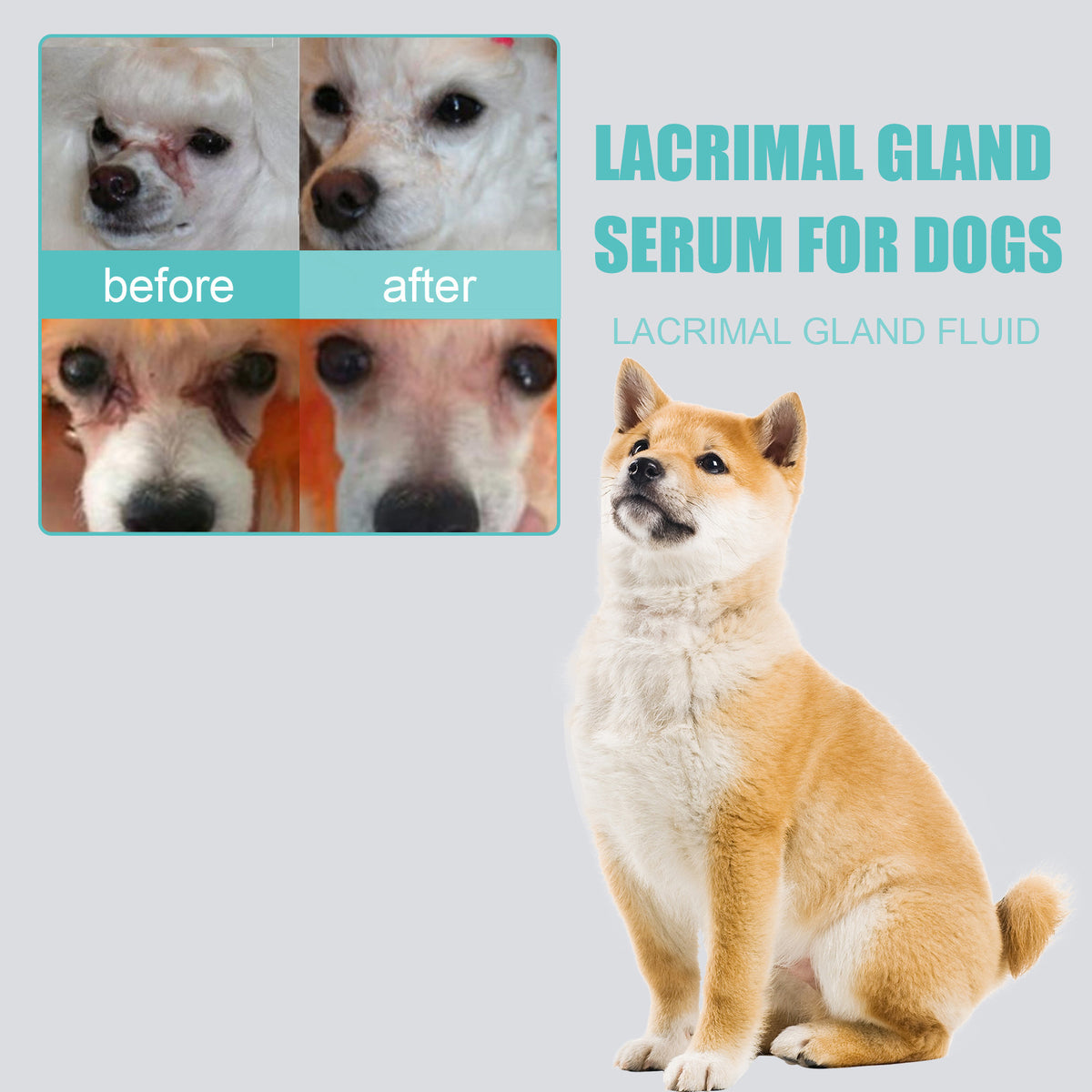 Yegbong Canine and Feline Lacrimal Gland Essence Liquid - Suitable for dogs and cats. Helps reduce infections and inhibit bacterial growth.